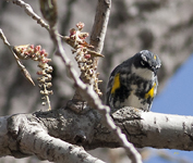 Yellow rumped Warbler